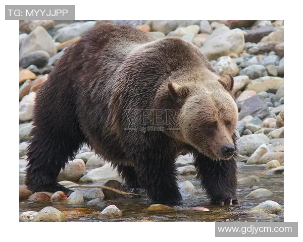 灰熊与棕熊激烈对决视频精彩瞬间回顾与分析 灰熊与棕熊激烈对决视频精彩瞬间回顾与分析